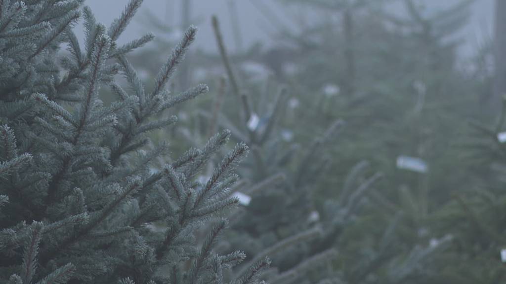 Tannenzucht: Hier wächst Weihnachten
