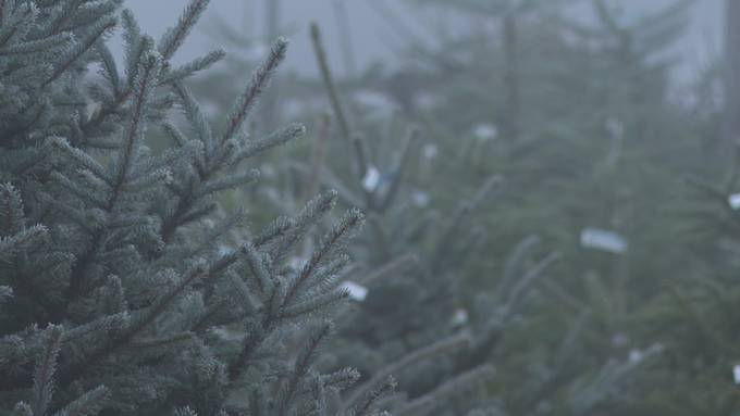 Tannenzucht: Hier wächst Weihnachten