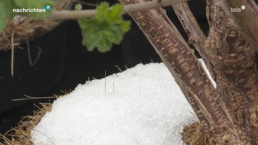 Killt der Wintereinbruch die frischen Pflanzen?