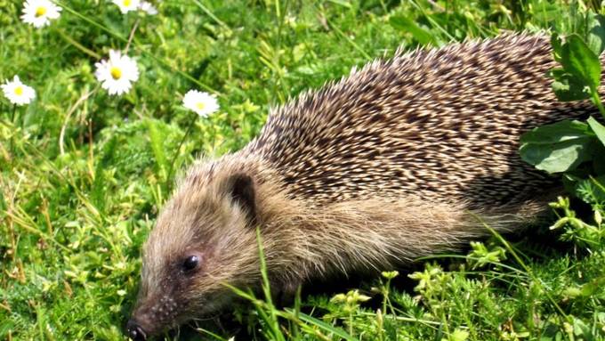 Immer weniger Igel in Dörfern