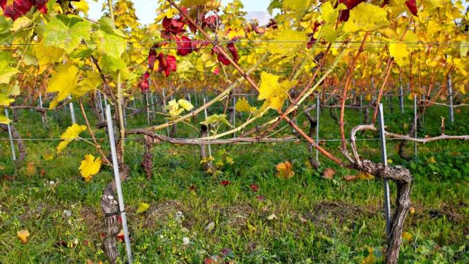 Ein für Reben gefährliches Insekt nördlich der Alpen entdeckt