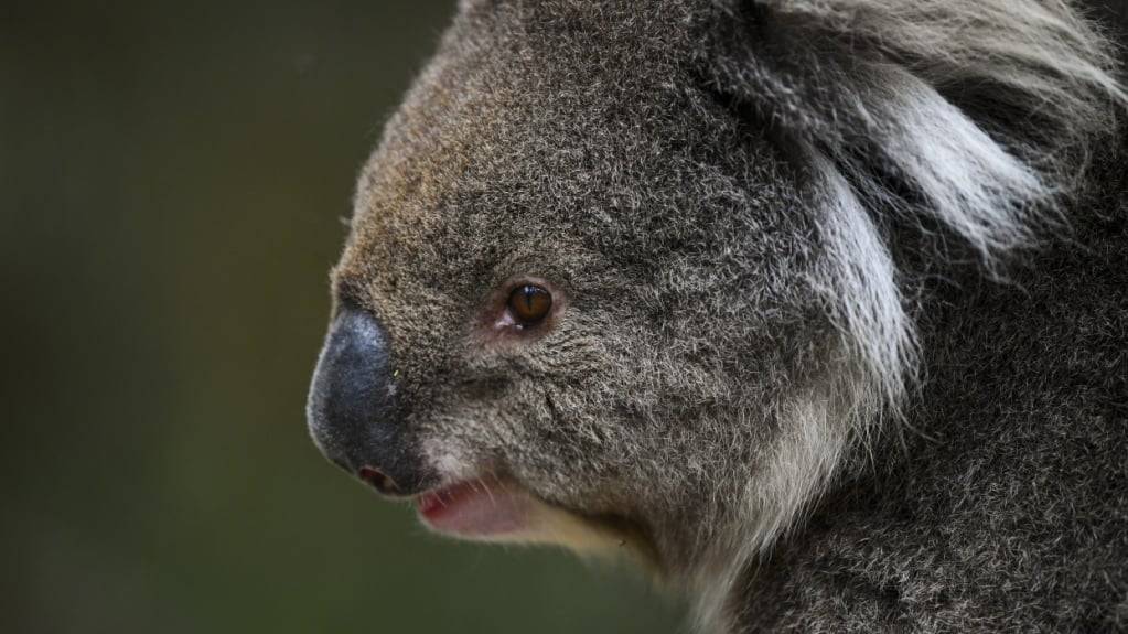 Laut einer Studie verbringen Koalas weniger als ein Prozent ihrer Zeit am Boden. Gerade diese wenigen Minuten sind oft tödlich. (Archivbild)