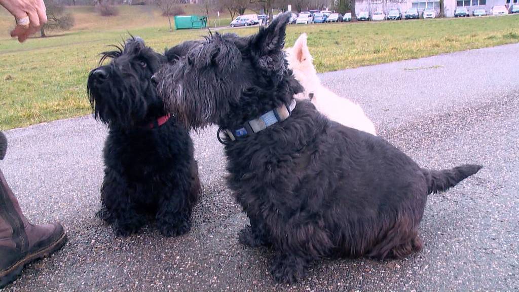 Hundesteuer