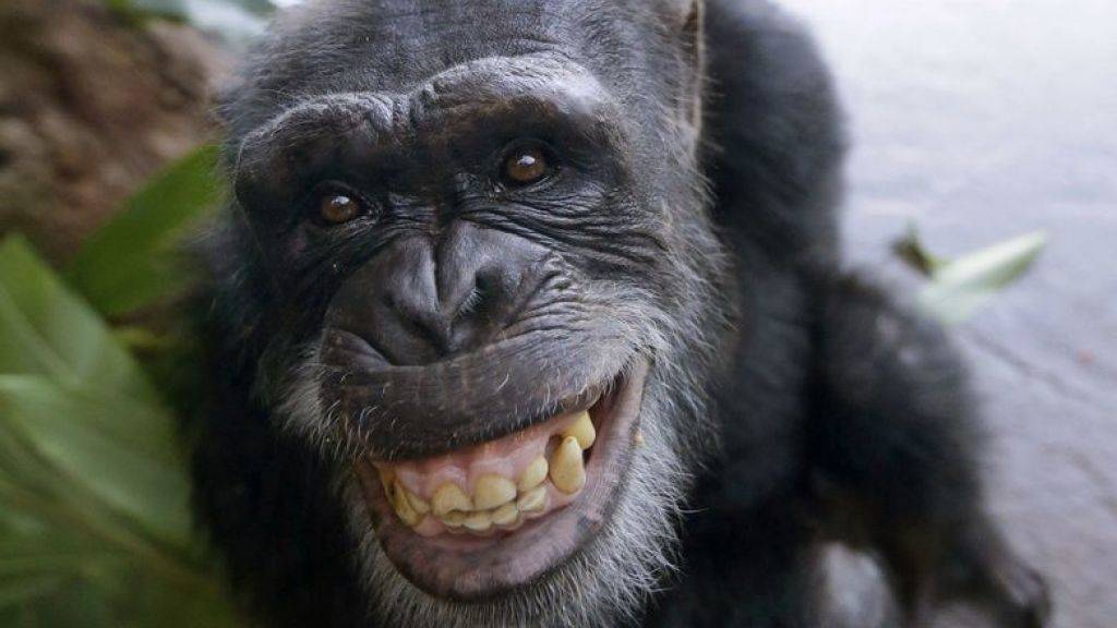 Schimpansen können sich bis zu sieben Arbeitsschritte merken - etwa so viel wie ein Erstklässler. (Archivbild)