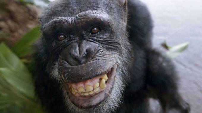Schimpansen haben ähnliches Arbeitsgedächtnis wie Menschen