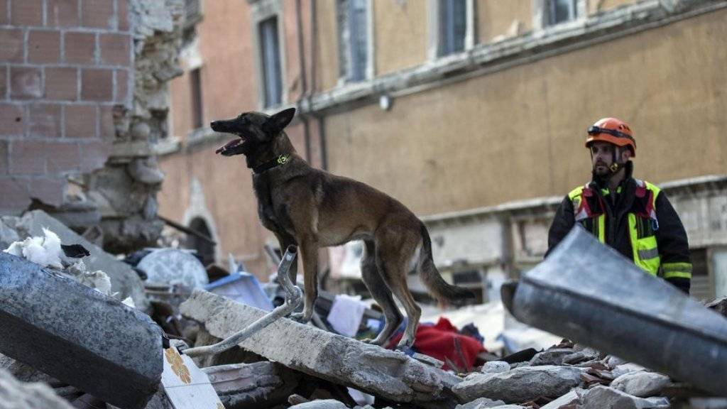 43 Hunde helfen in der mittelitalienischen Erdbebenstadt Amatrice Verschüttete zu bergen.