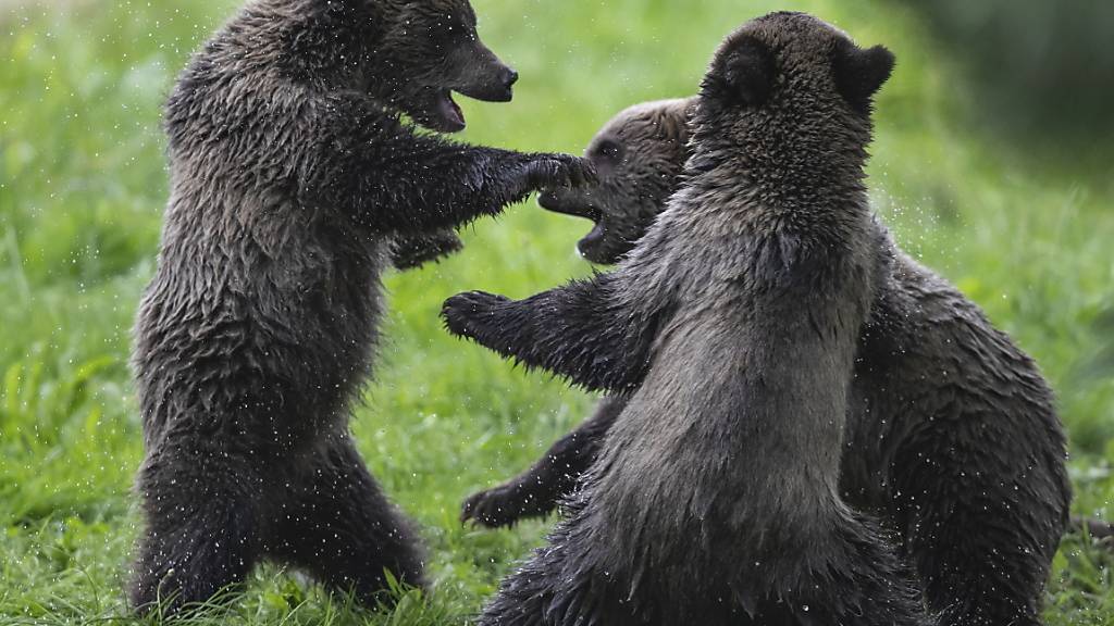 Grizzly-Bär-Junge sind putzig, aber der Schutzinstinkt ihrer riesigen Mütter kann Menschen, die ihnen zu nahe kommen, das Leben kosten.