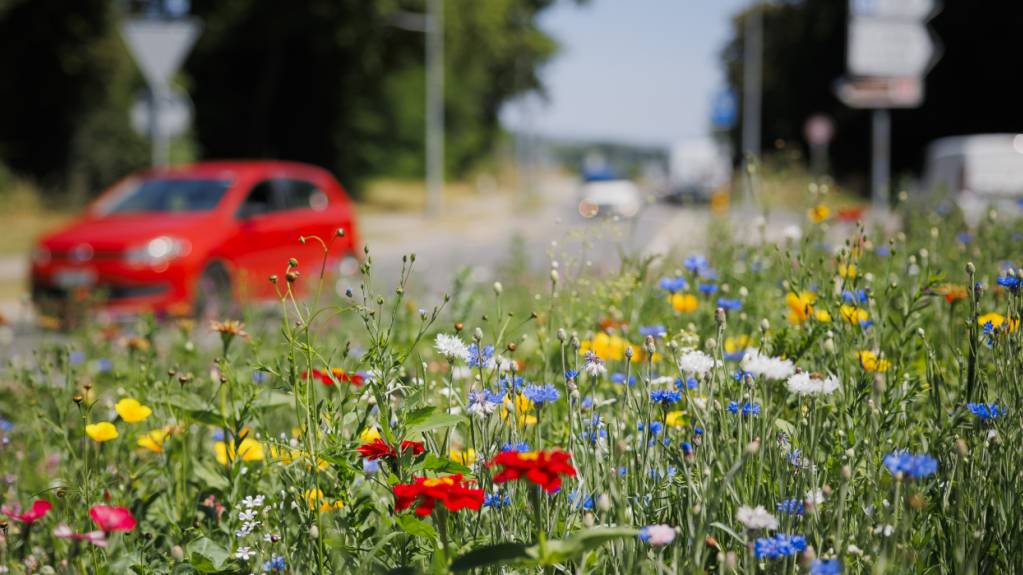 Zustand der Biodiversität in der Schweiz bleibt vielerorts schlecht