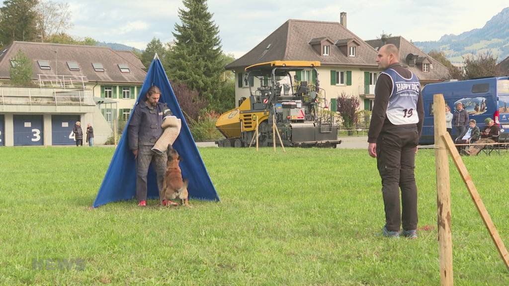 47 belgische Schäferhunde hecheln an der Schweizermeisterschaft um die Wette