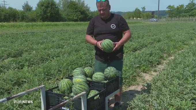 Süss, saftig – und aus Zürich: Auf der Juckerfarm wachsen Wassermelonen