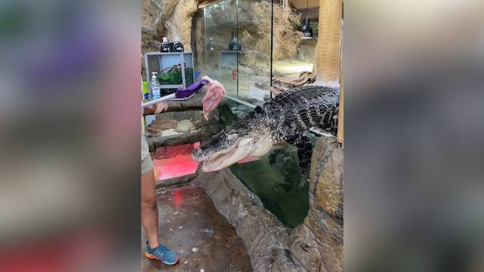 Alligator büxt aus Terrarium aus