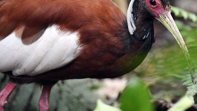 Mähnenibis versteckt sich im Zoo Zürich