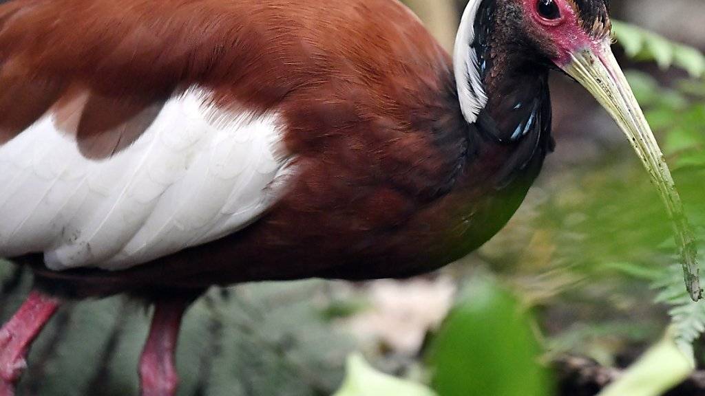 Der Mähnenibis kann seine langen Kopffedern zu einer Haube aufstellen.