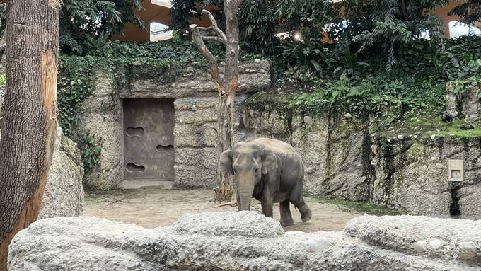 Mammuts und Elefanten-Jubiläum: Das sind die Zoo-Highlights 2024