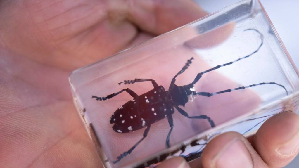 Der Befallsdruck des Asiatischen Laubholzbockkäfers in Zell LU geht zurück. (Archivaufnahme)