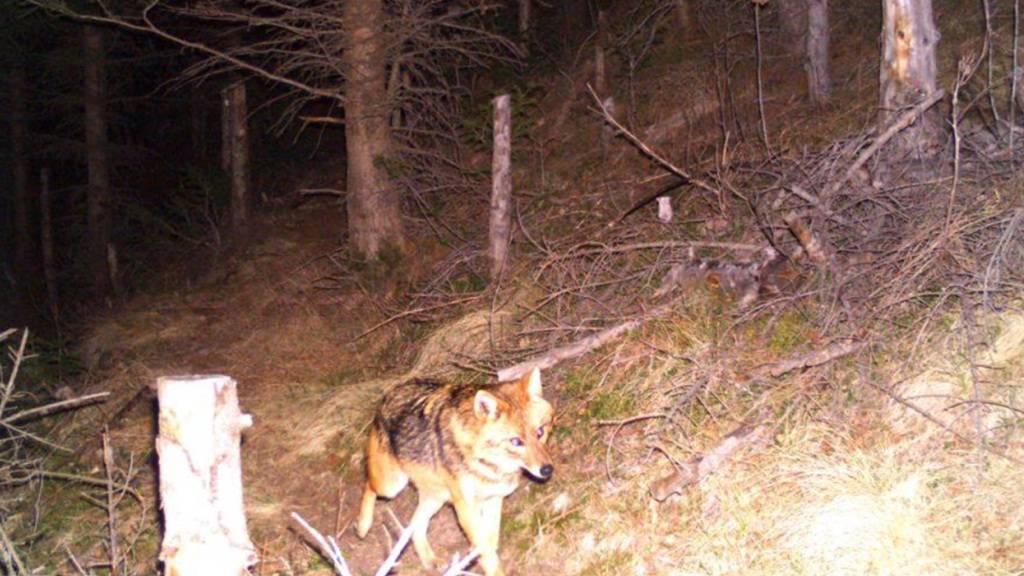Wölfe reissen im vergangenen Jahr in Graubünden 217 Nutztiere