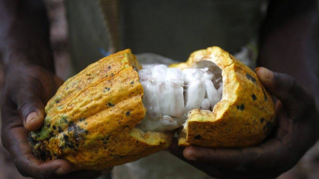 In den Kakao-Anbauländern kommt es vielerorts noch immer zu Kinderarbeit. (Symbolbild)