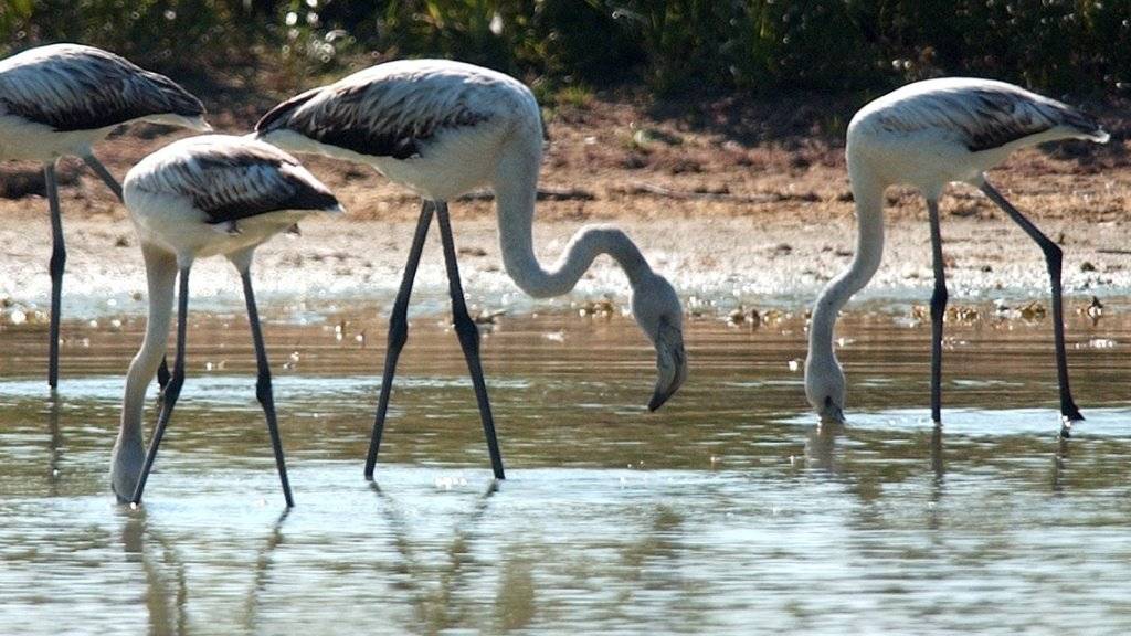 Im Jahr 2003 landeten ganz in der Nähe des Fanel-Campingplatzes diese Flamingos. (Archivbild)