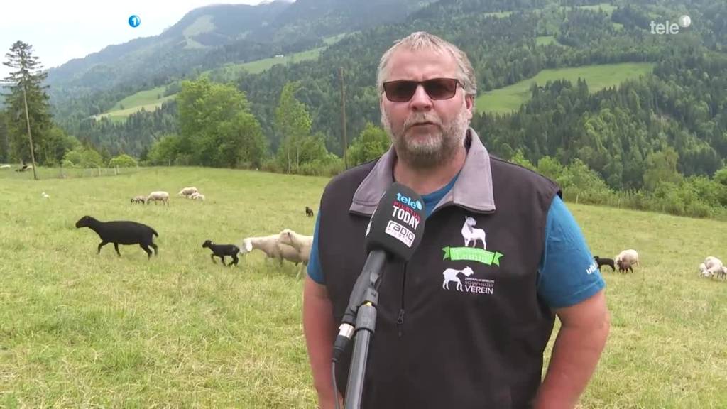 Reaktionen auf Wolfssichtung in Kriens