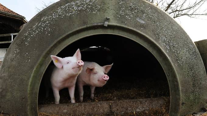 Schweizer Bauern verdienen deutlich weniger