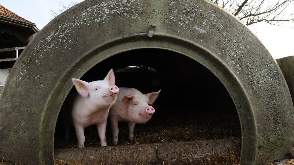 Weniger Schwein gehabt: Vor allem der Einbruch der Schweine- und der Milchpreise schmälert 2015 die Einkünfte der Schweizer Bauern. (Symbolbild)