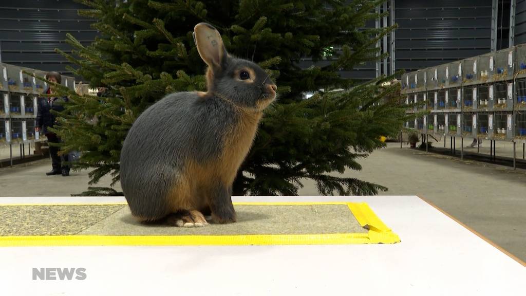 Die Schweiz hat einen neuen «Mr. Schweiz» unter den Kaninchen
