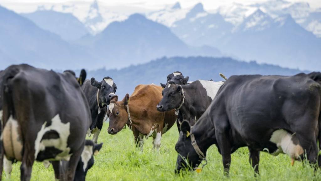 Das Vieh im Kanton Luzern ist nicht mehr bei lokalen Genossenschaften versichert. (Symbolbild)