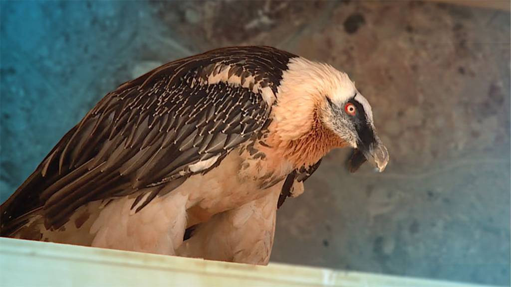 Tierpark Goldau mit neuer Bartgeier-Zuchstation