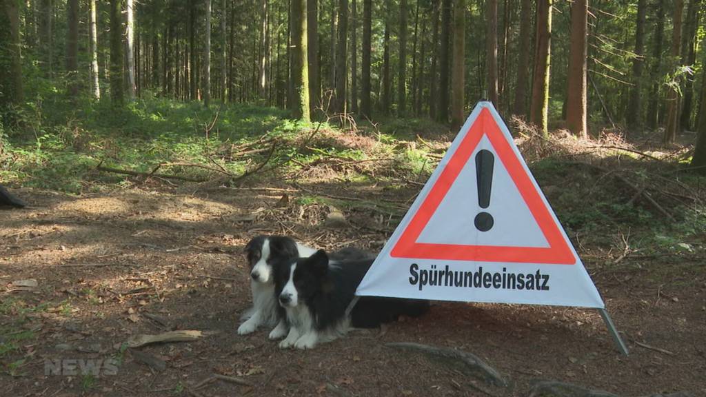 Hunde sollen die Ausbreitung von Borkenkäfern in Wäldern verhindern