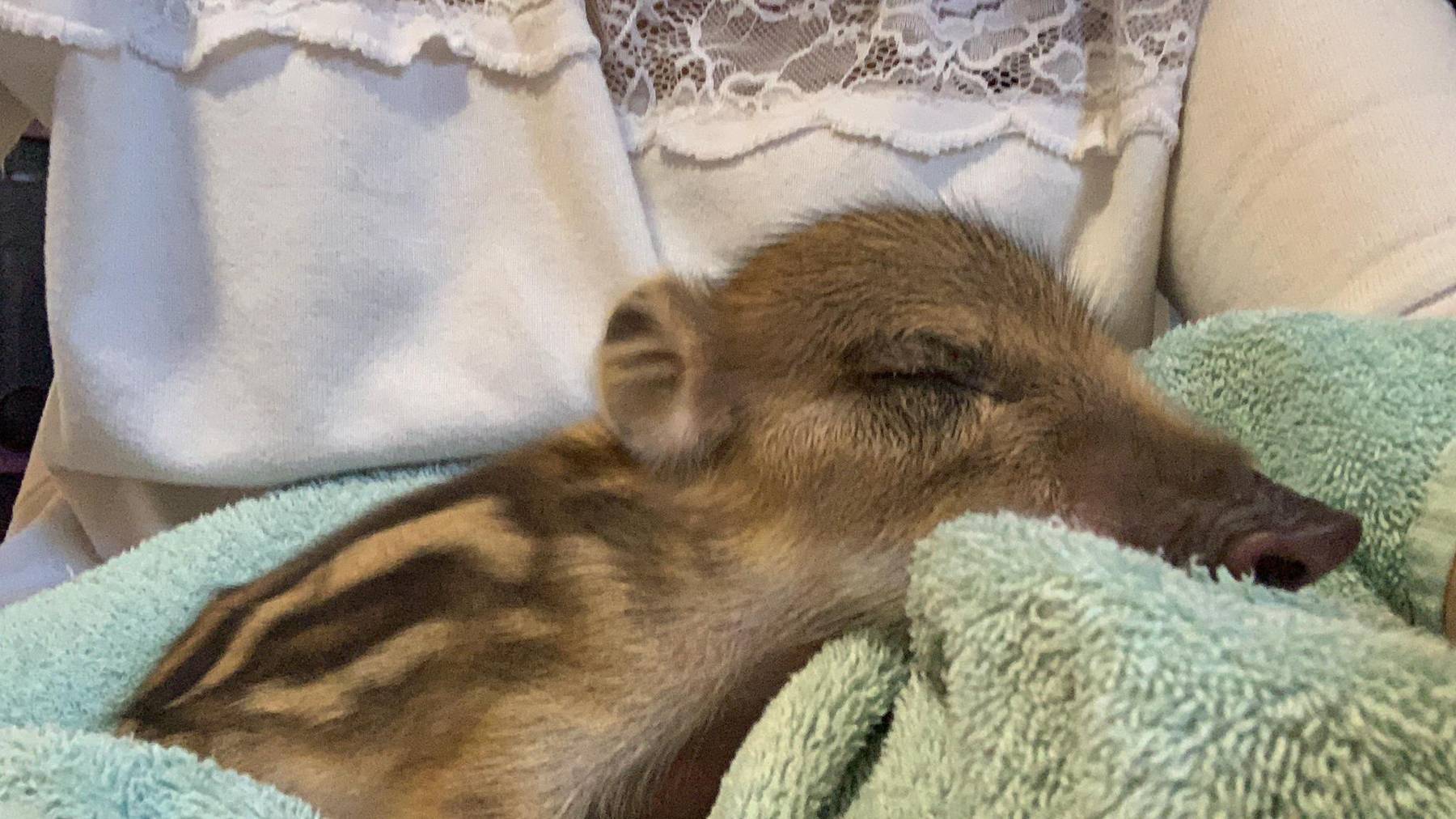 Das kleine Wildschwein Josie wurde im Tierlignadenhof in Kaisten abgegeben; es darf nicht leben.