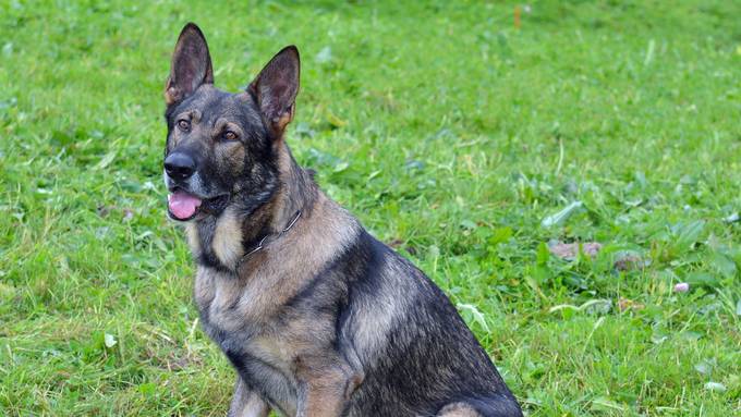 «Guter Hund»: Polizeihund «Mitch» stellt Einbrecher im Wald