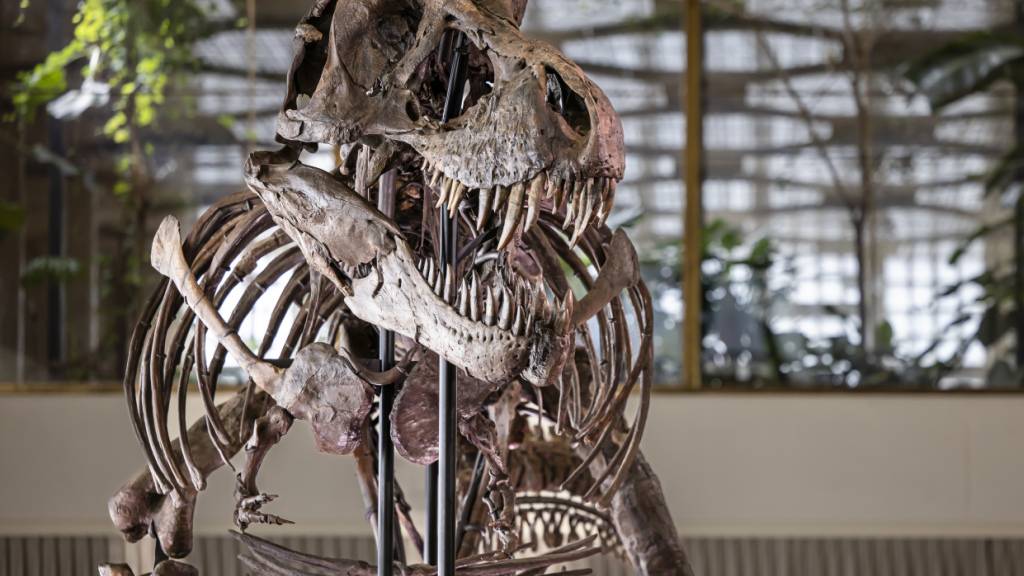 66,5 Millionen Jahre alte Spur eines T. rex entdeckt