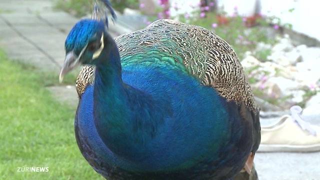 Pfau von Freddy terrorisiert Nachbarschaft