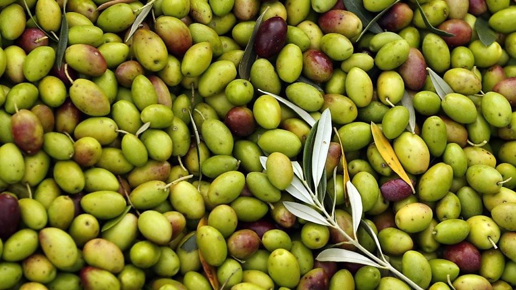 Olivenöl hat in den vergangenen 25 Jahren einen festen Platz in den Küchen dieser Welt erhalten. Selbst die Japaner kommen zunehmend auf den Geschmack des «flüssigen Goldes».