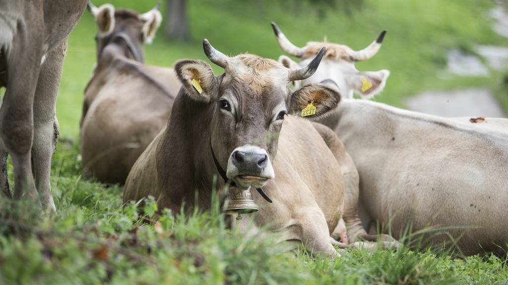 Bauer in Münchenbuchsee muss wegen Littering Kühe schlachten
