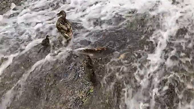 Feuerwehr rettet Enten vor dem Ertrinken