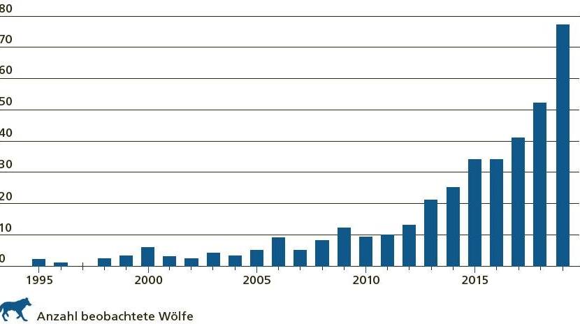 Die Wolfspopulation in der Schweiz ist in den letzten Jahren gewachsen.