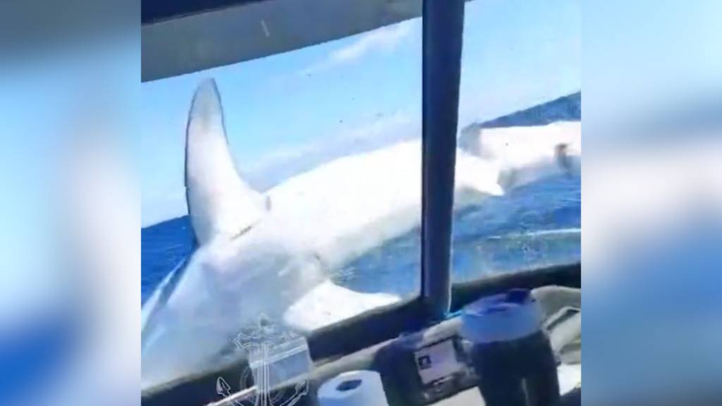 Meterlanger Hai springt auf Fischerboot