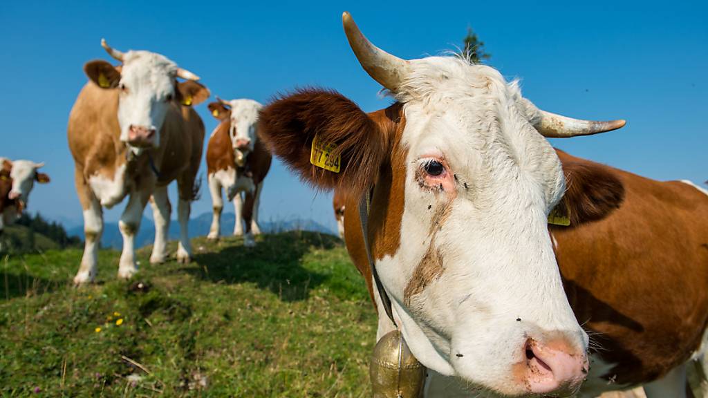 ARCHIV - Kühe stehen auf einer Weide. Seit Kühe in Österreich eine Wanderin tottrampelten herrscht Kuh-Alarm auf den Almwiesen. Foto: Lino Mirgeler/dpa
