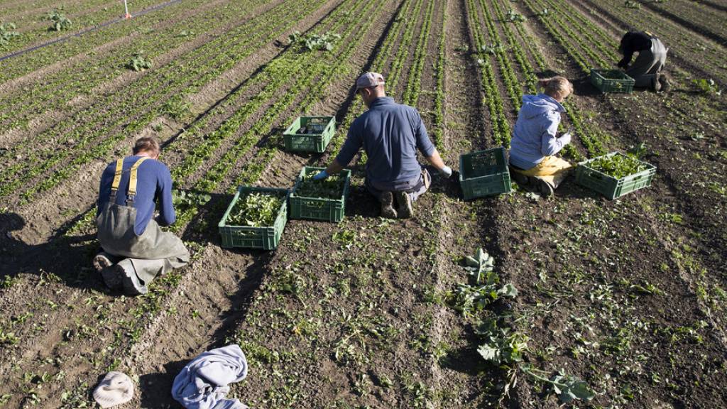 Dank einer neuen Klimastrategie des Bundes für die Landwirtschaft soll das Schweizer Ernährungssystem nachhaltiger und die Ernährungssicherheit gestärkt werden. (Archivbild)
