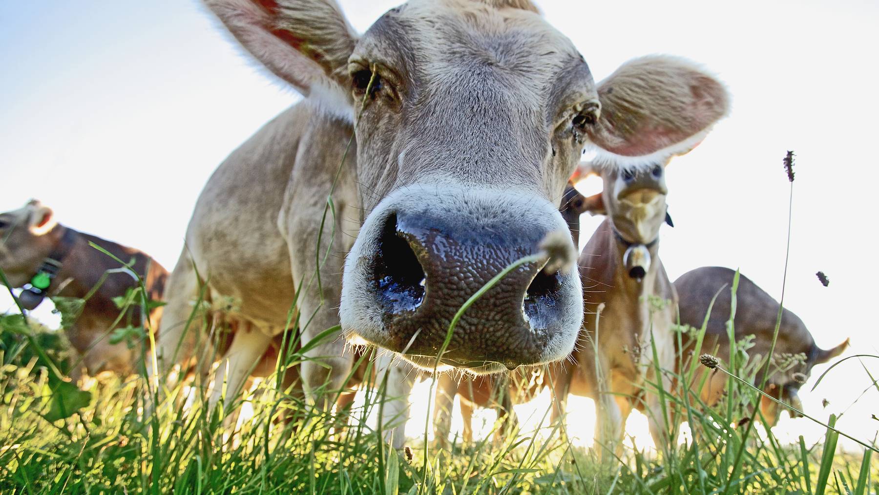 Auf den Kuhweiden im Berner Jura rülpsen die Kühe weniger oft, dank Futterzusatz. (Symbolbild)