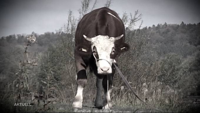 Ochse Tschumpeli darf weiterleben, Tierschützerin bewahrt ihn vor Schlachthof