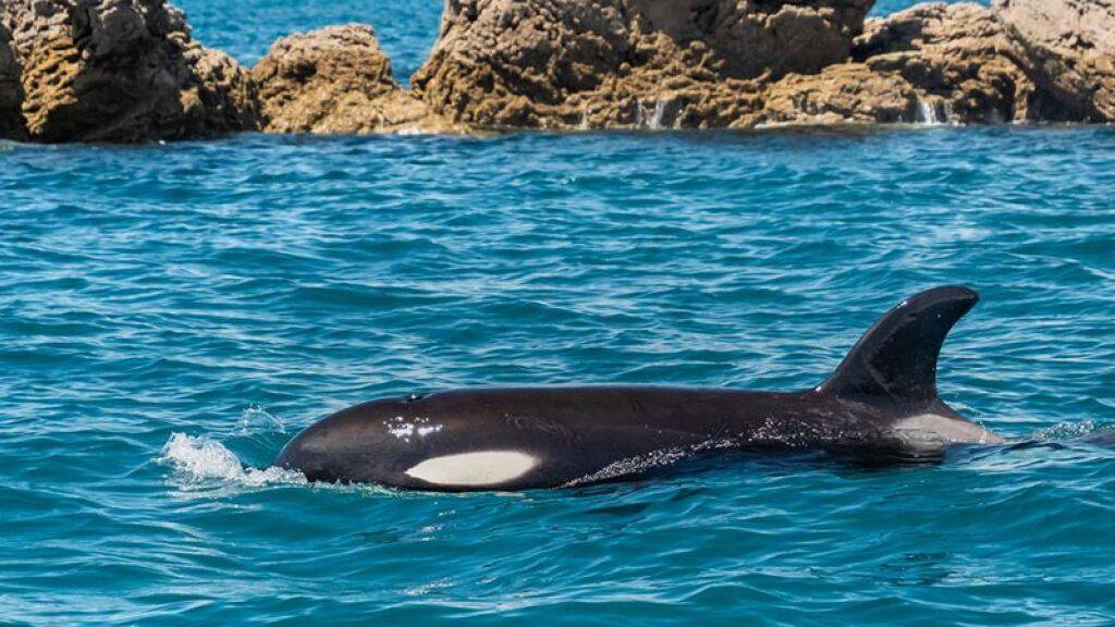 Das am Freitag verstorbene Orca-Baby Toa (Bild) war nicht das erste Tier, das Neuseeland in Atem hielt. Vor ihm hatten es schon ein anderer Orca-Säugling - Bob - sowie der Otter Jin und das Schaf Shrek  zu nationaler Berühmtheit gebracht. (Pressebild Regierung)