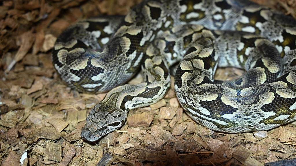 Madagaskar Boa - Zuzu