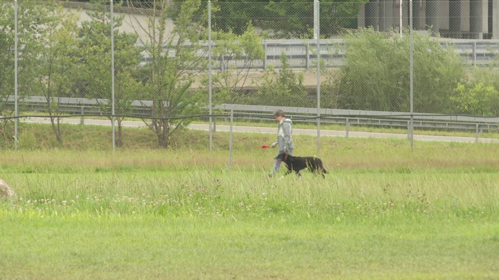 Hund riss Velofahrerin Ohr ab: Im Kanton SG kam es 2023 zu 30% mehr Hundebissen