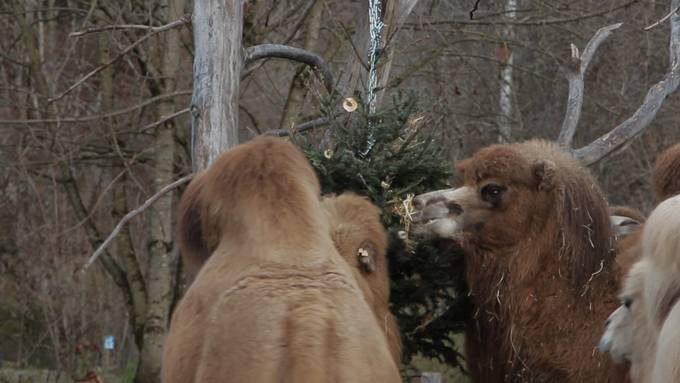 Diese Weihnachtstypen findest du bei dir zu Hause – und im Zoo