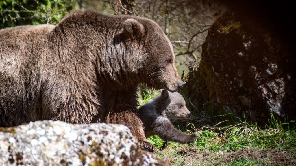 Bärin Tamar zeigt erstmals ihre Jungtiere
