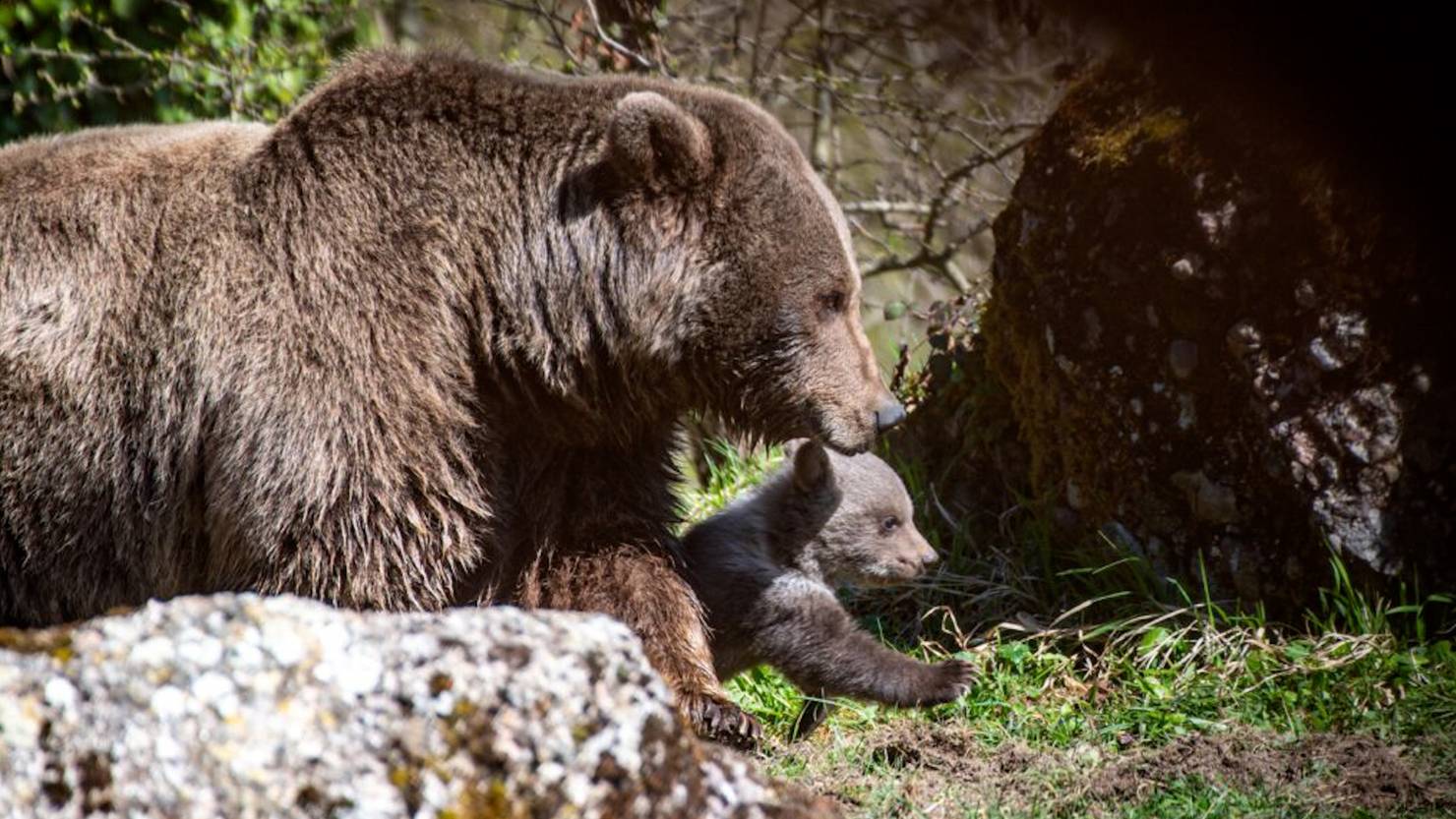 tierpark-goldau-b-rin-tamar-zeigt-erstmals-ihre-jungtiere-telez-ri