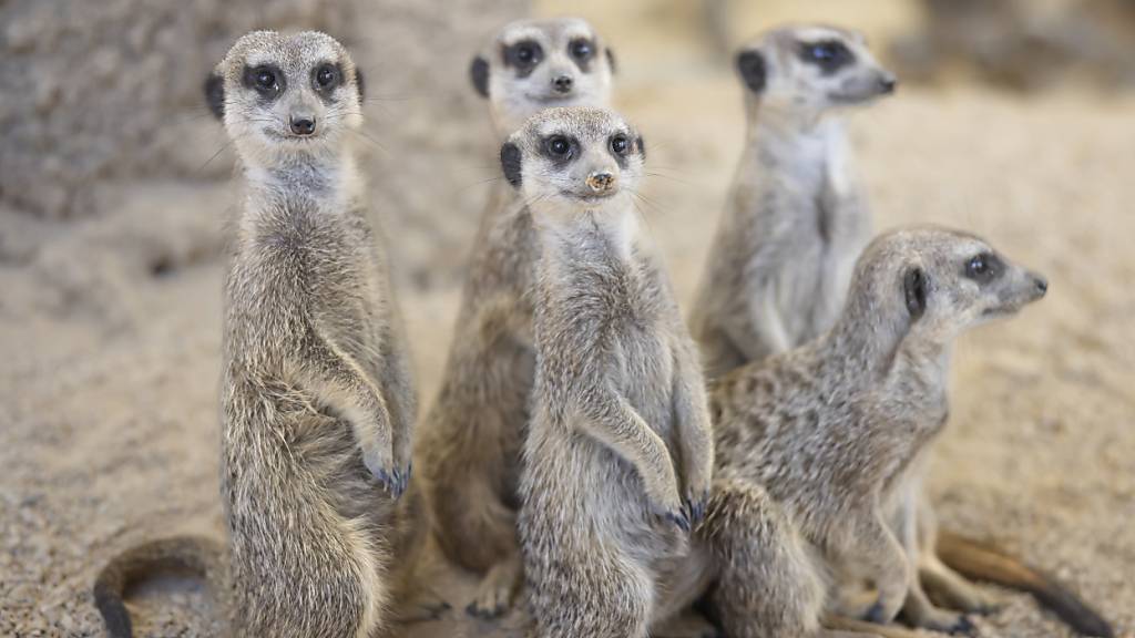 Zoo Zürich verfüttert drei Erdmännchen an die Hyänen