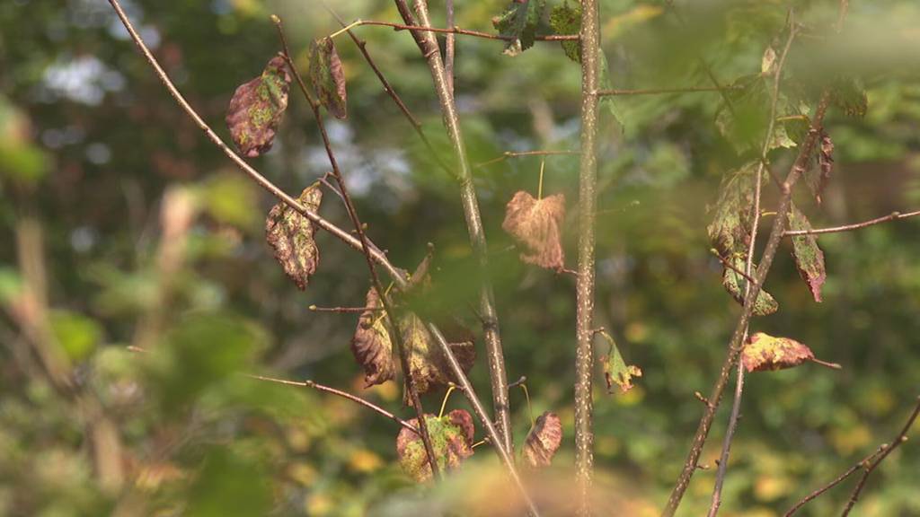«Erholungsprozess von selbst gegeben»: Verein IG Berner Wald kritisiert kantonales Förderprogramm
